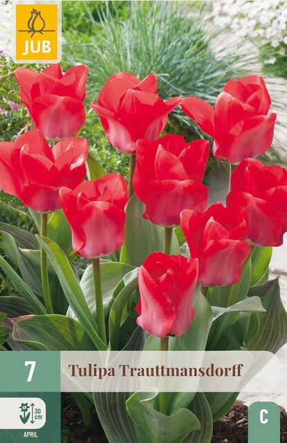 JUB X 7 Tulipa Trauttmansdorff