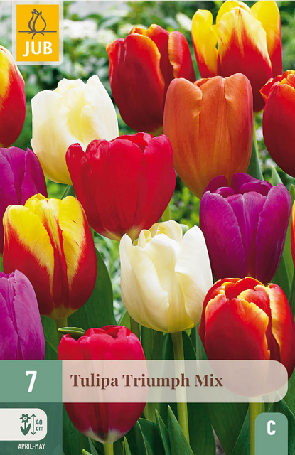 JUB X 7 Tulipa Triumph Mix