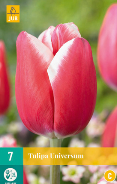 JUB X 7 Tulipa Universum
