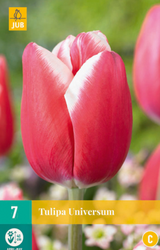 JUB X 7 Tulipa Universum