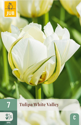JUB X 7 Tulipa White Valley