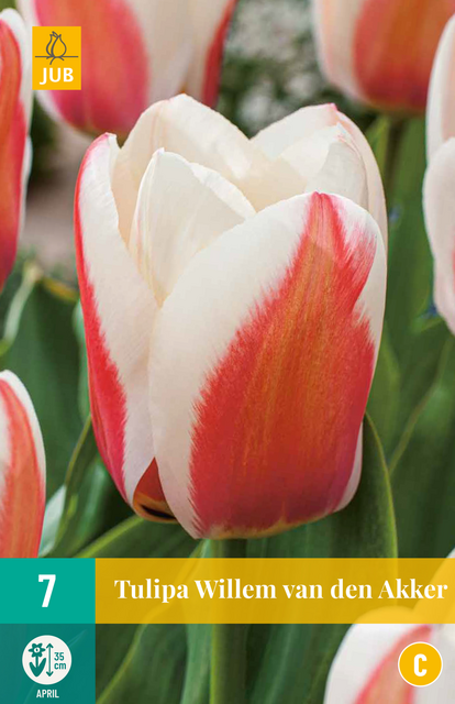JUB X 7 Tulipa Willem van den Akker