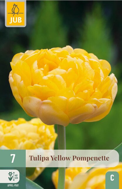 JUB X 7 Tulipa Yellow Pompenette