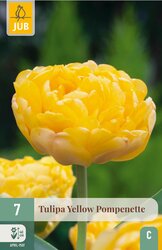 JUB X 7 Tulipa Yellow Pompenette