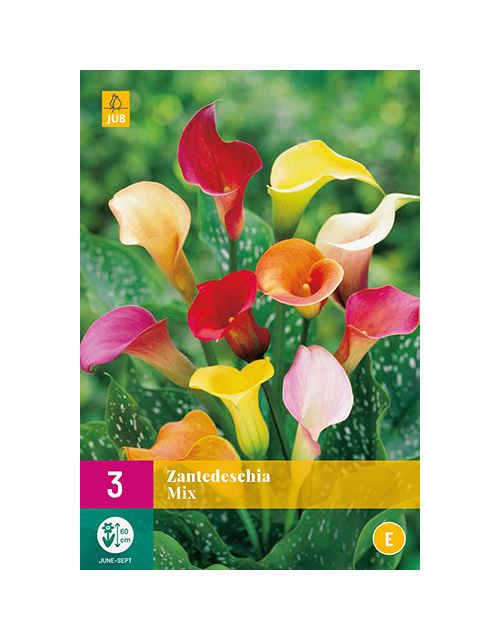 JUB Zantedeschia Mix 3 stuks