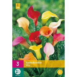 JUB Zantedeschia Mix 3 stuks