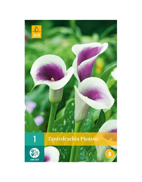 JUB Zantedeschia Picasso 1 stuk