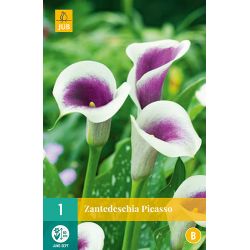 JUB Zantedeschia Picasso 1 stuk