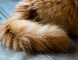 Kattenvacht verzorging