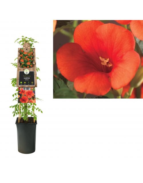 Klimplant Campsis radicans 75 cm