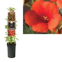 Klimplant Campsis radicans 75 cm