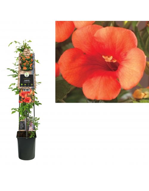Klimplant Campsis t.  Madame Galen  120 cm
