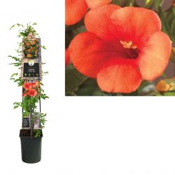 Klimplant Campsis t.  Madame Galen  120 cm
