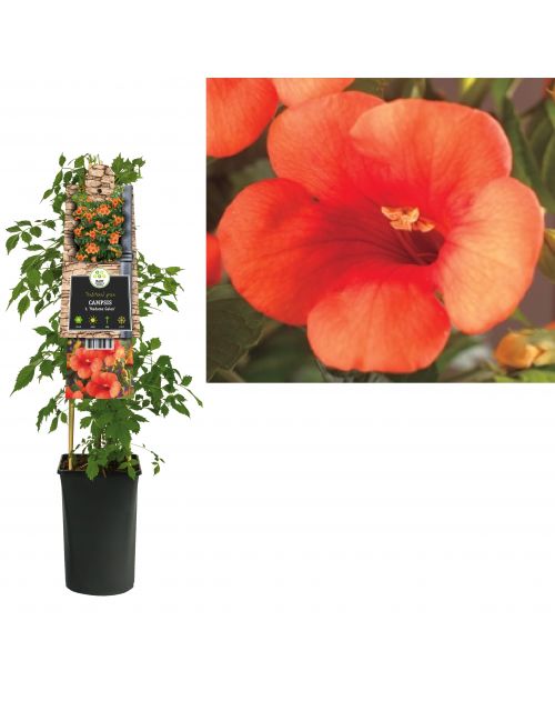 Klimplant Campsis t.  Madame Galen  75 cm