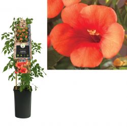 Klimplant Campsis t.  Madame Galen  75 cm