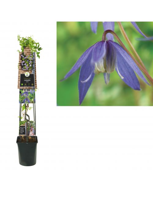 Klimplant Clematis alpina 120 cm