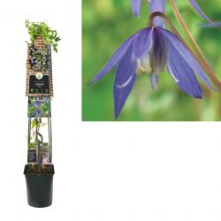 Klimplant Clematis alpina 120 cm