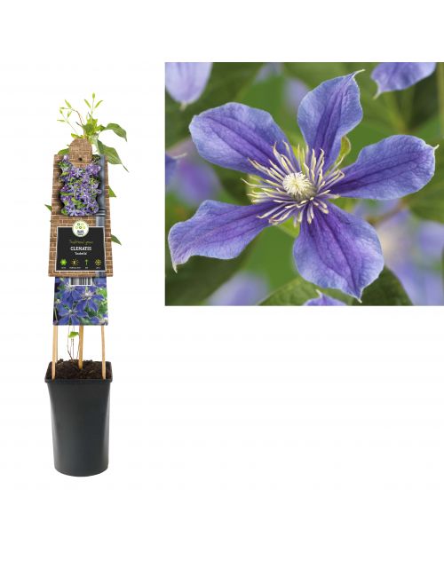 Klimplant Clematis Arabella  75 cm