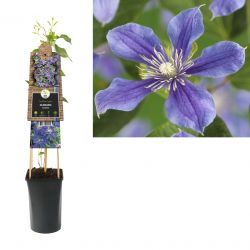 Klimplant Clematis Arabella  75 cm