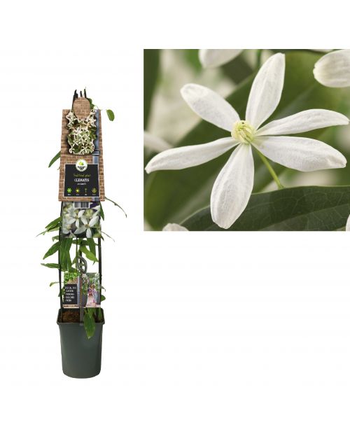Klimplant Clematis armandii 120 cm