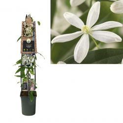 Klimplant Clematis armandii 120 cm