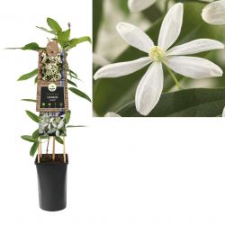 Klimplant Clematis armandii 75 cm