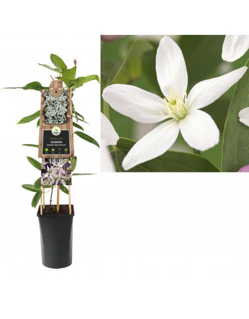 Klimplant Clematis armandii  Apple Blossom  75 cm