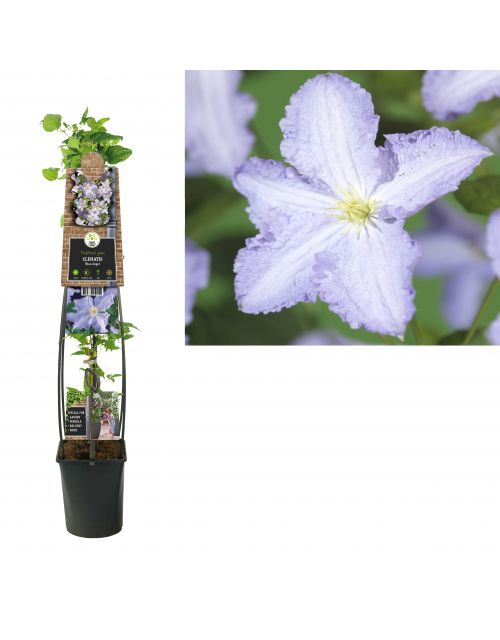 Klimplant Clematis Blue Angel  120 cm