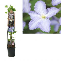 Klimplant Clematis Blue Angel  120 cm