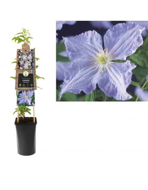 Klimplant Clematis Blue Angel 75 cm