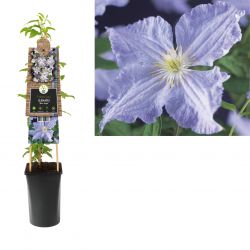 Klimplant Clematis Blue Angel 75 cm