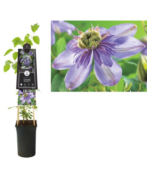 Klimplant Clematis Blue Light  PBR 75 cm