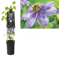 Klimplant Clematis Blue Light  PBR 75 cm