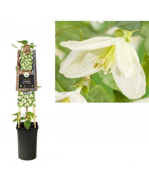Klimplant Clematis cirrhosa  Jingle Bells  75 cm