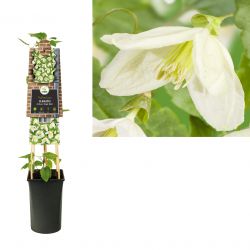 Klimplant Clematis cirrhosa  Jingle Bells  75 cm