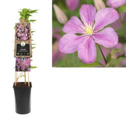 Klimplant Clematis Comtesse de Bouchaud  75 cm