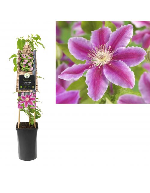 Klimplant Clematis Dr. Ruppel  75 cm