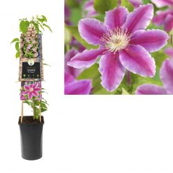 Klimplant Clematis Dr. Ruppel  75 cm
