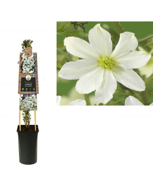 Klimplant Clematis Early Sensation  75 cm