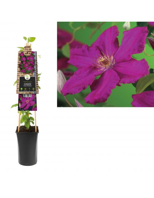 Klimplant Clematis Ernest Markham  75 cm