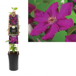 Klimplant Clematis Ernest Markham  75 cm