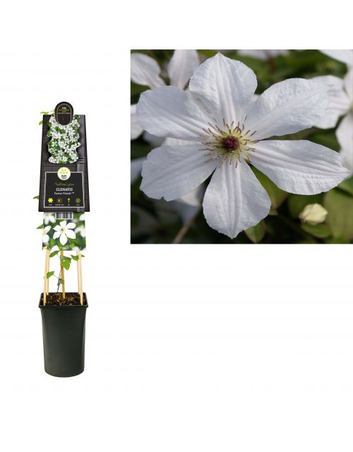 Klimplant Clematis Forever Friends PBR 75 cm