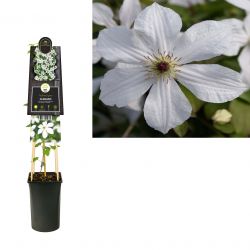 Klimplant Clematis Forever Friends PBR 75 cm