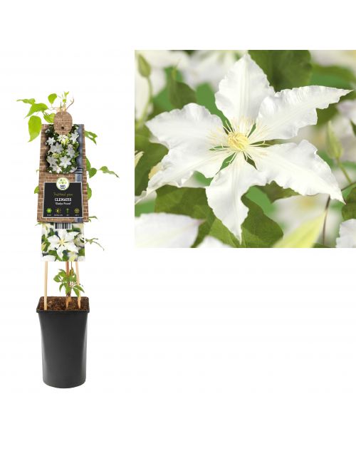 Klimplant Clematis Gladys Picard  75 cm