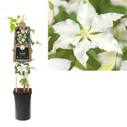 Klimplant Clematis Gladys Picard  75 cm