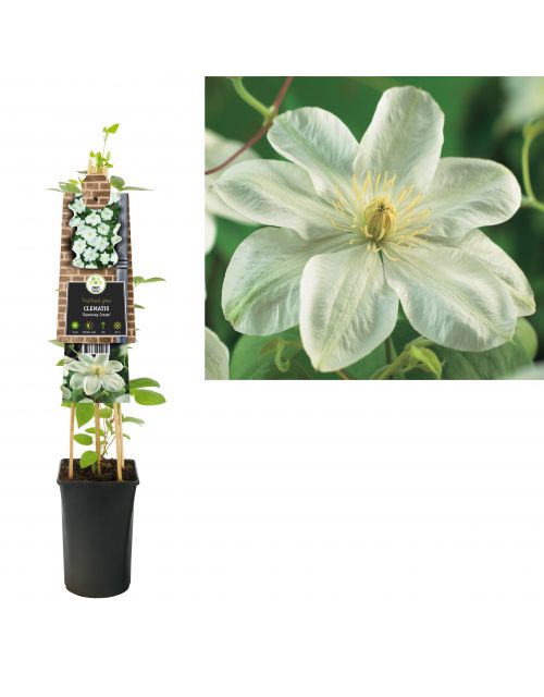 Klimplant Clematis Guernsey Cream  75 cm