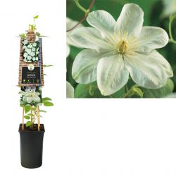 Klimplant Clematis Guernsey Cream  75 cm