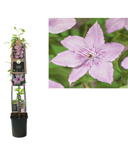 Klimplant Clematis Hagley Hybrid  120 cm
