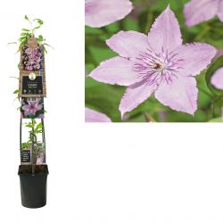 Klimplant Clematis Hagley Hybrid  120 cm