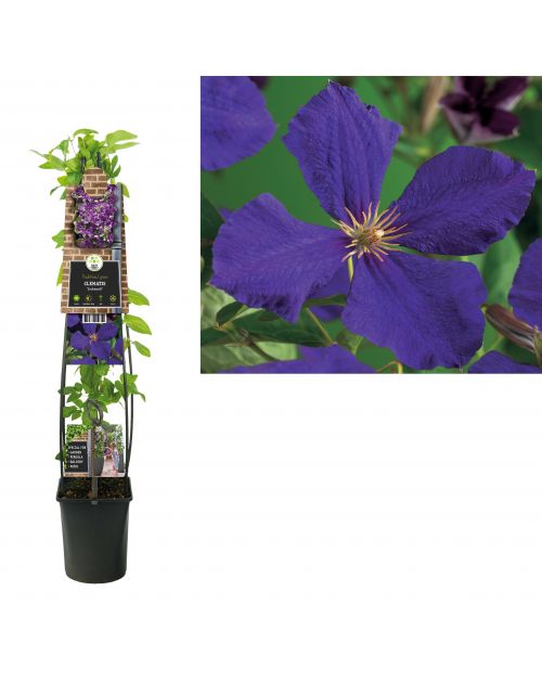 Klimplant Clematis Jackmanii  120 cm